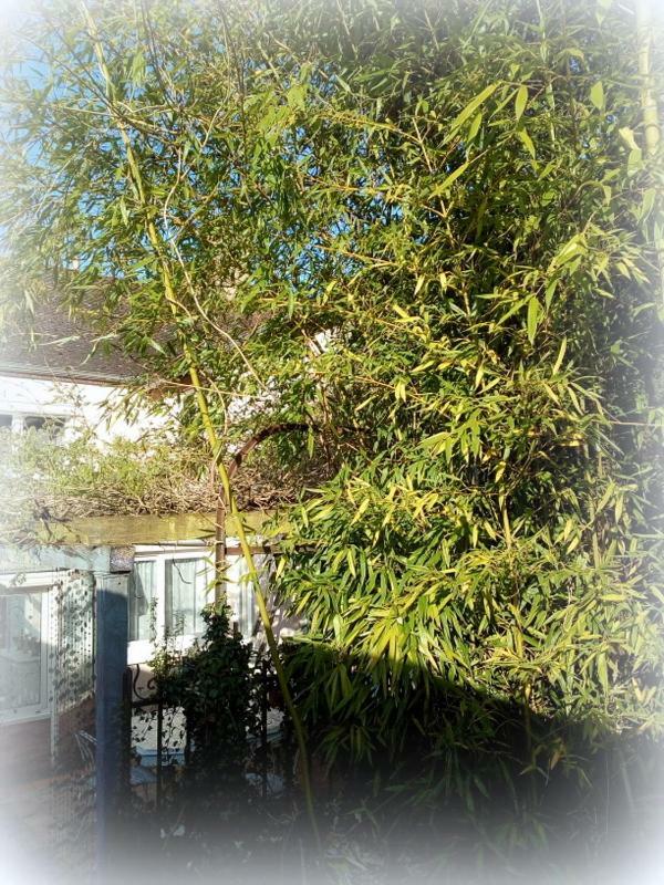 La Maison D'Hocquincourt Bleneau Ngoại thất bức ảnh